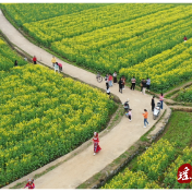 遍地金黄入画来 江华各地油菜花迎来盛花期