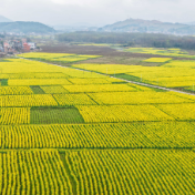 湖南道县：油菜花开春色美