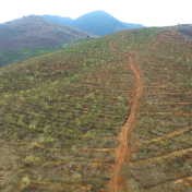双牌:山苍子花开漫山香 千亩农旅融合绘新卷
