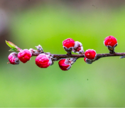 湖南新田：桃花开 春意浓（组图）