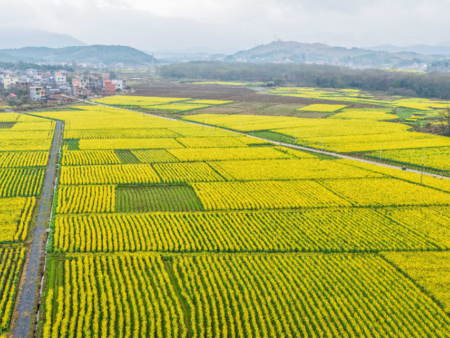 湖南道县：油菜花开春色美