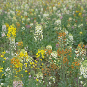 蓝山县七彩油菜花迎春绽放 邀您共赴春日之约