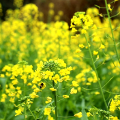 双牌塘底乡：油菜花迎春绽放 农旅融合促增收