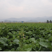 蓝山县：油菜管护忙 丰收有保障