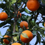 道县：千亩沃柑成熟上市 铺就村民“甜蜜”致富路