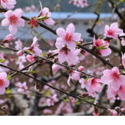 蓝山：桃花盛开迎客来 踏青赏花正当时