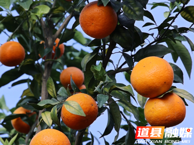 道县：千亩沃柑成熟上市 铺就村民“甜蜜”致富路