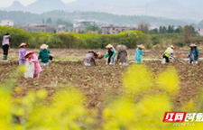 新田：春雨绵绵种秧忙