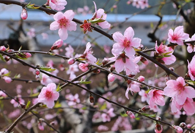 蓝山：桃花盛开迎客来 踏青赏花正当时
