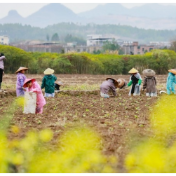 湖南新田：春雨绵绵种秧忙（组图）