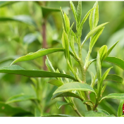 江华：瑶山春早 茶农“头采”忙