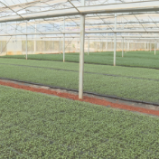 祁阳：育秧大棚轮作忙 机械翻耕抢农时