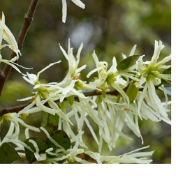 道县：漫山檵木覆岭绽 万树银妆报春来（组图）