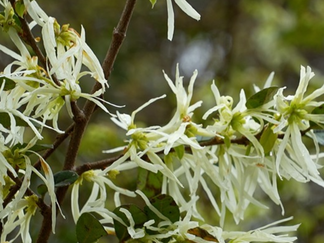 道县：漫山檵木覆岭绽 万树银妆报春来（组图）