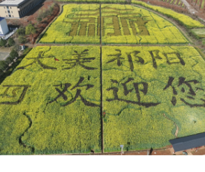 祁阳：彩色油菜花绘就农旅融合新画卷
