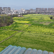 江华：油菜花“围城” 绘就春日城乡融合画卷