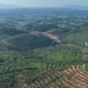 湖南祁阳：“一地三油”蹚出油茶林下增收新路