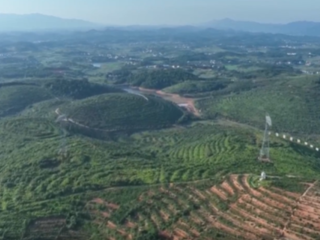 湖南祁阳：“一地三油”蹚出油茶林下增收新路