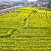 双牌县泷泊镇:百亩油菜花竞相绽放 乡村赏花游持续升温