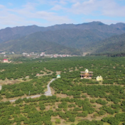 江永:湘超流量拓市场 科学春管保丰产