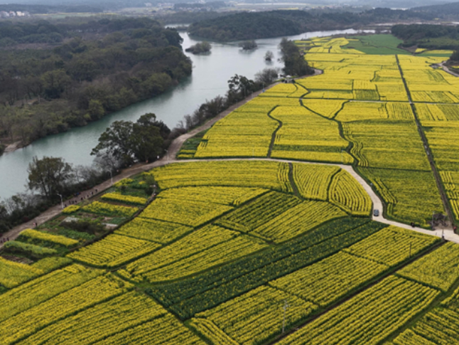 道县：油菜花海“丰”景如画 赏花踏青带热乡村春游