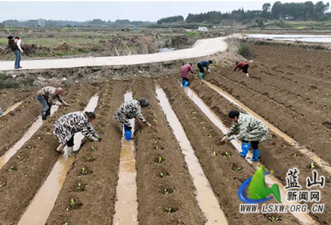 蓝山县：烤烟移栽正当时 技术护航促丰收