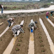 蓝山县：烤烟移栽正当时 技术护航促丰收