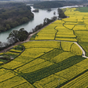 道县：油菜花海“丰”景如画 赏花踏青带热乡村春游