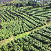 双牌：春茶采收忙 茶香促振兴