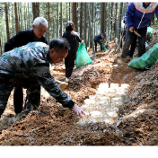 双牌：林下种菌促增收 复合经营绘振兴