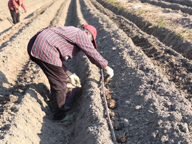 江永：香芋种植正当时 春日春耕种下新“钱景”