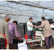 东安：种粮大户抢时节 科技助力育秧忙