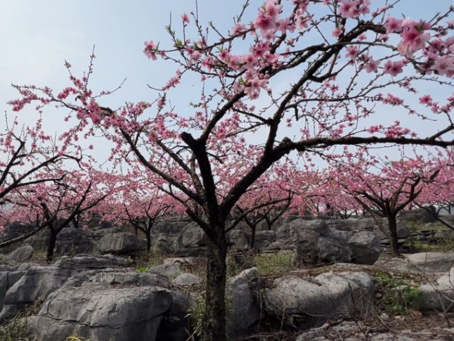 江永：万亩桃花竞相开 瑶乡迎客促振兴