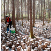 双牌县沙背甸村：黑木耳迎采摘旺季 试种项目迎来“开门红”