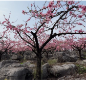 江永：万亩桃花竞相开 瑶乡迎客促振兴