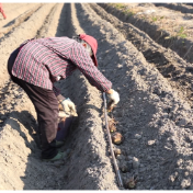 江永：香芋种植正当时 春日春耕种下新“钱景”