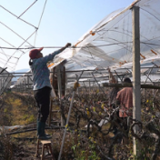 蓝山：春耕管护正当时 葡萄园里覆膜忙