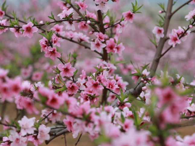 新田：桃李争妍迎客来 农旅融合促增收