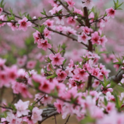 新田：桃李争妍迎客来 农旅融合促增收