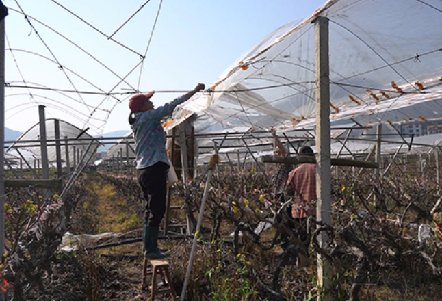 蓝山：春耕管护正当时 葡萄园里覆膜忙