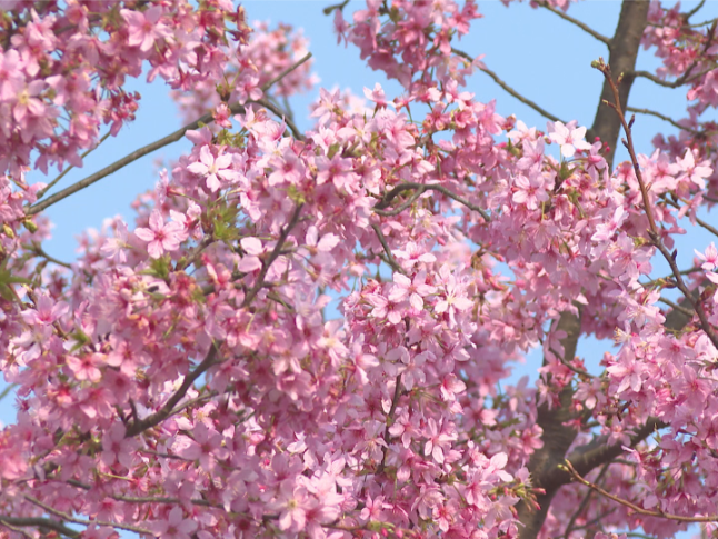 祁阳唐家山：樱花烂漫迎客来