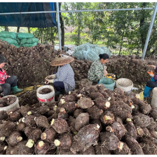 江永:春雨润田采收忙 越冬香芋产销旺