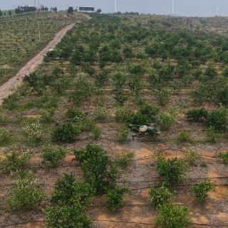 江华:果园无人机飞防 助力农业提质增效