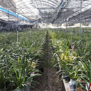 江华:兰花绽放 铺就乡村振兴“芳香路”