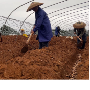江永:春雨润田春耕忙 香姜种植促增收