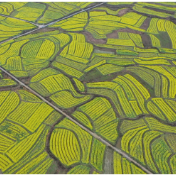 江永:女书故里花正艳 金色花海醉春归