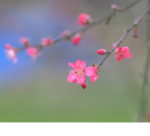 道县：春花始盛开（组图）