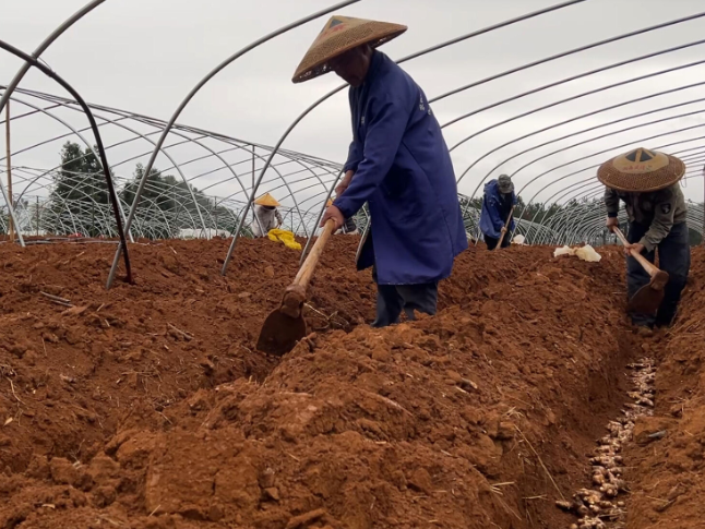 江永：春雨润田春耕忙 香姜种植促增收