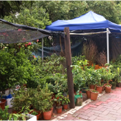 双牌:苗木销售火热 春日添绿正当时