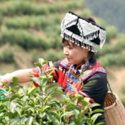 宁远：春茶采摘季 多方联动解难题